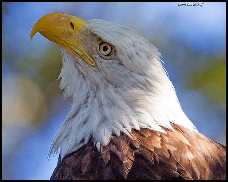 _4SB9792 bald eagle portrait.jpg